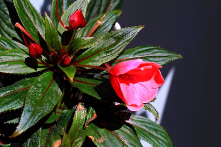 Colors green pink