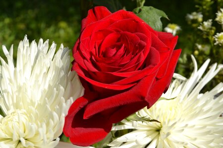 Floral summer red