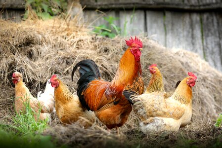 Chicken polygamy subsistence farming photo