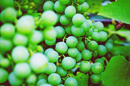 Food healthy nature