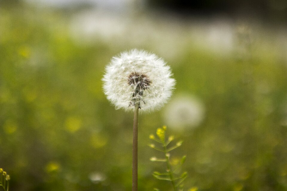 Flowers dandelion seeds dandelion