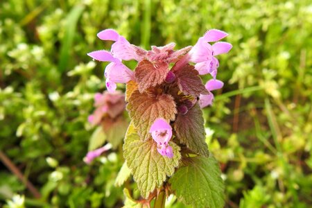 Garden leaf nettle