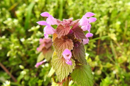 Garden leaf nettle photo