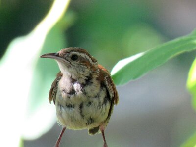 Brown tan wildlife photo