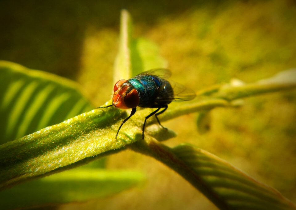 Insect with wings wings fast
