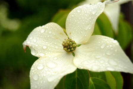 Closeup leaf dogwood photo