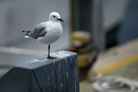 Harbor gull seabird photo