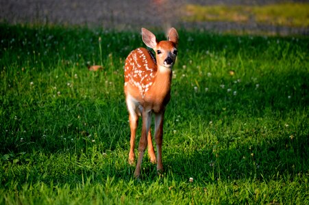 Floral deer animal nature