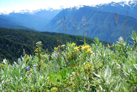 Olympic national washington