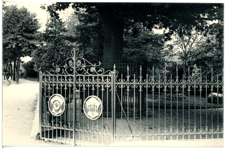 17672-Wittenberg-1914-Luthereiche am Elstertor-Brück & Sohn Kunstverlag