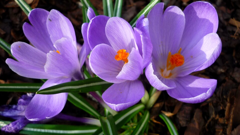 Crocus flower chalice light blue photo