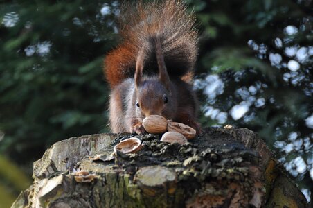 Animal world wood mammal