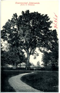 17676-Liebenwerda-1914-Partie im Wäldchen-Brück & Sohn Kunstverlag