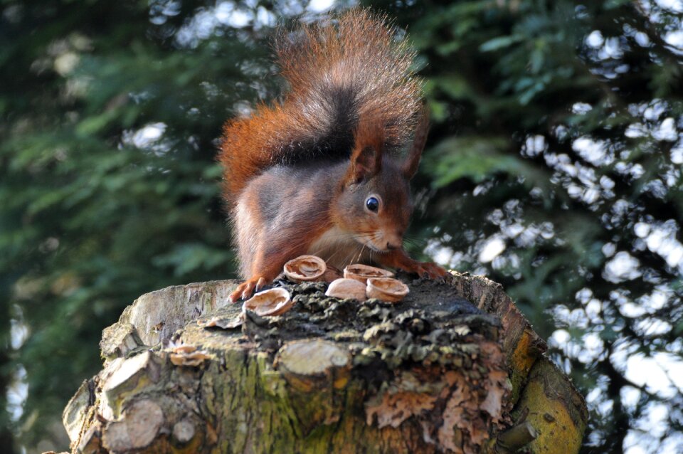 Wood animal world squirrel