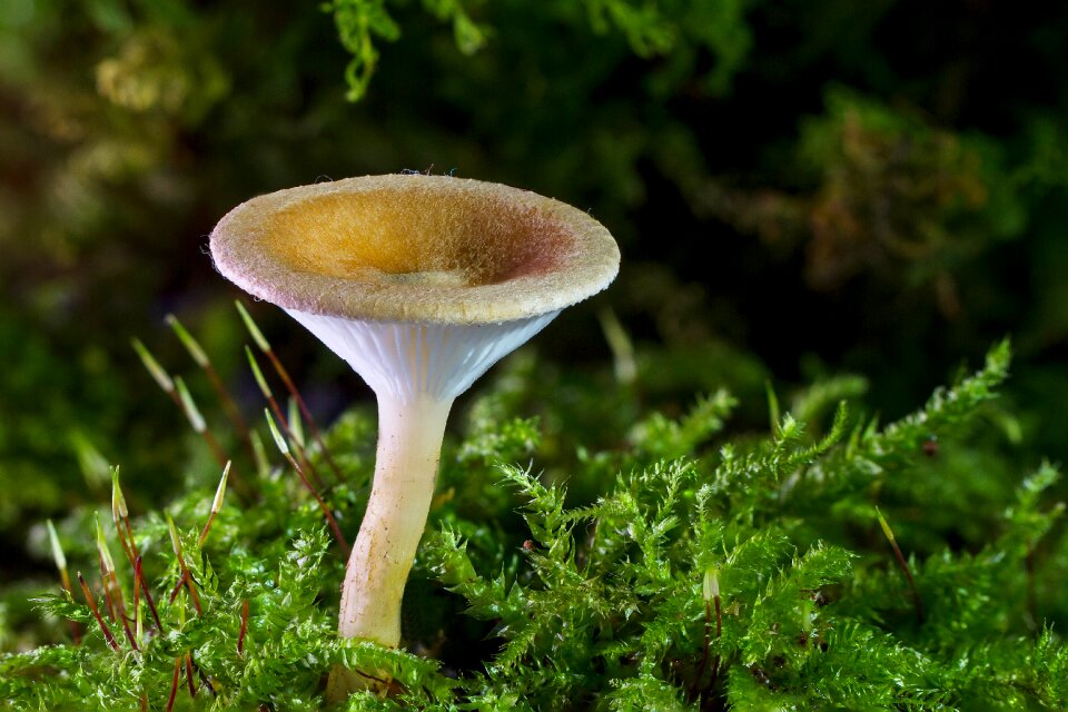 Small mushroom moss forest floor