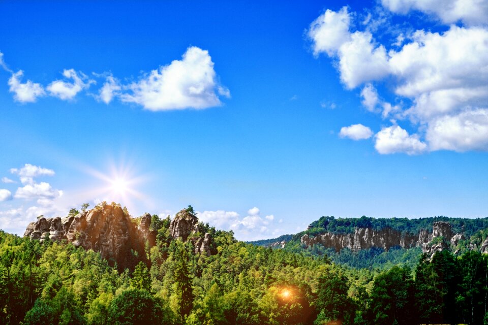 Forest trees sun