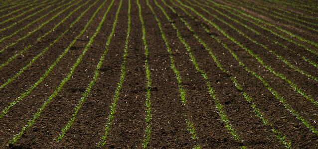 Agriculture arable summer