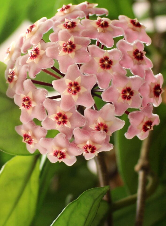 Star shaped blossoms pink