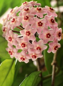 Star shaped blossoms pink