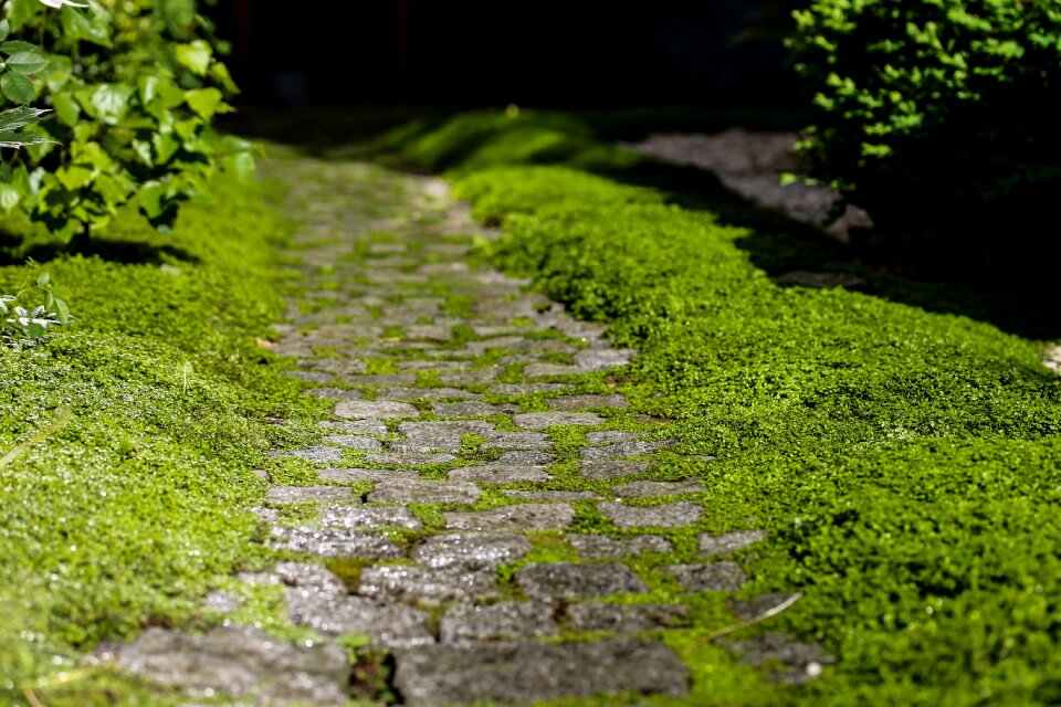 Rocky road path nature