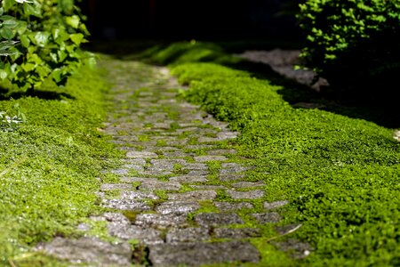 Rocky road path nature photo