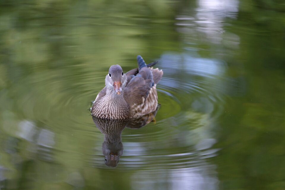 Water swim animal photo