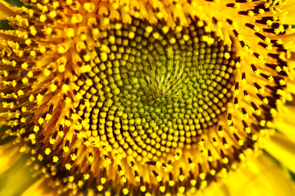 Yellow golden pistil