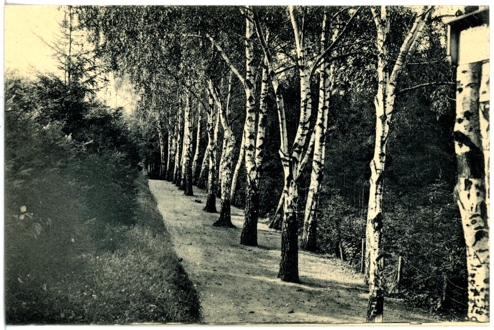 17345-Leisnig-1914-Stadtwäldchen-Brück & Sohn Kunstverlag