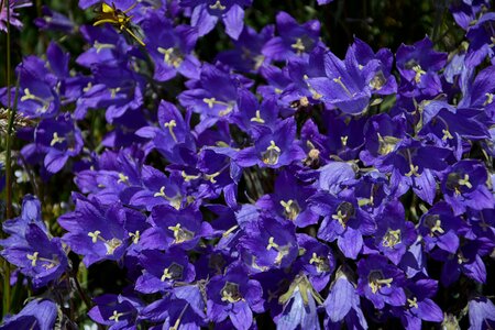 Spring flowers plant flowers