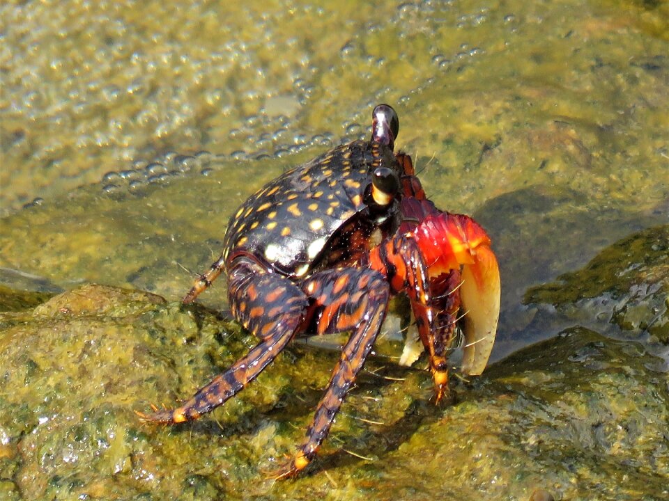 Crab crustaceans red