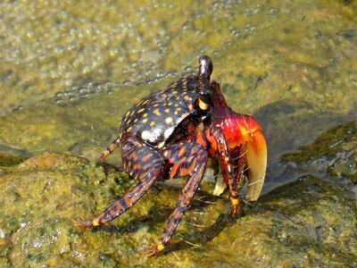Crab crustaceans red