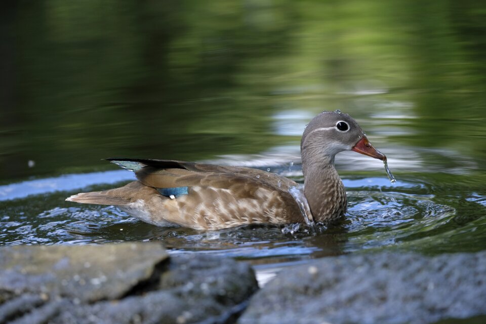 Water swim animal photo