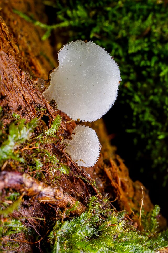Small mushroom moss forest