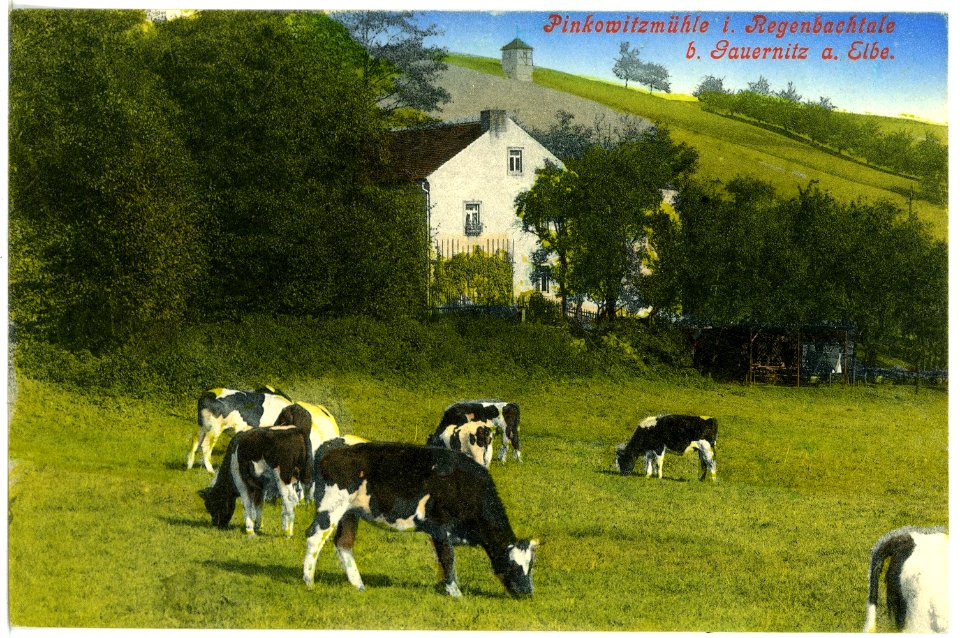 17863-Gauernitz-1914-Pinkowitzmühle im Regenbachtal mit Kühen-Brück & Sohn Kunstverlag