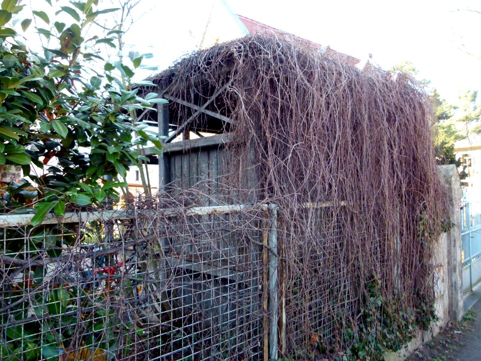 Pavillon Hüblerstraße 33 Blasewitz