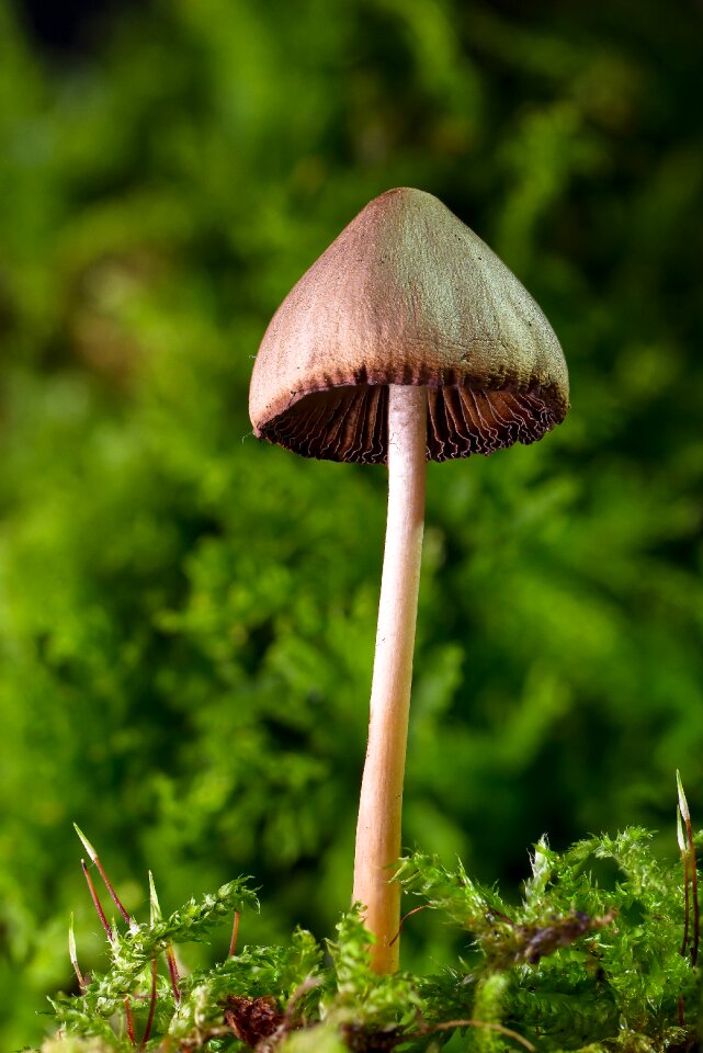 Small mushroom moss forest