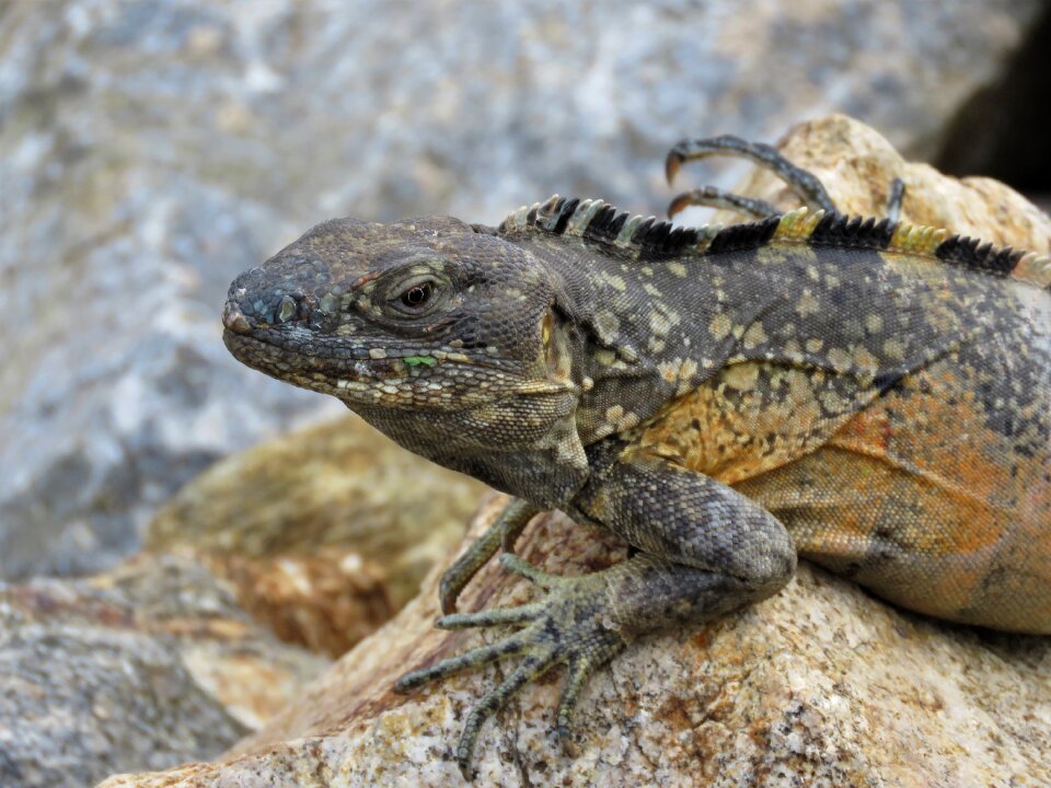 Reptile iguana tropical reptile