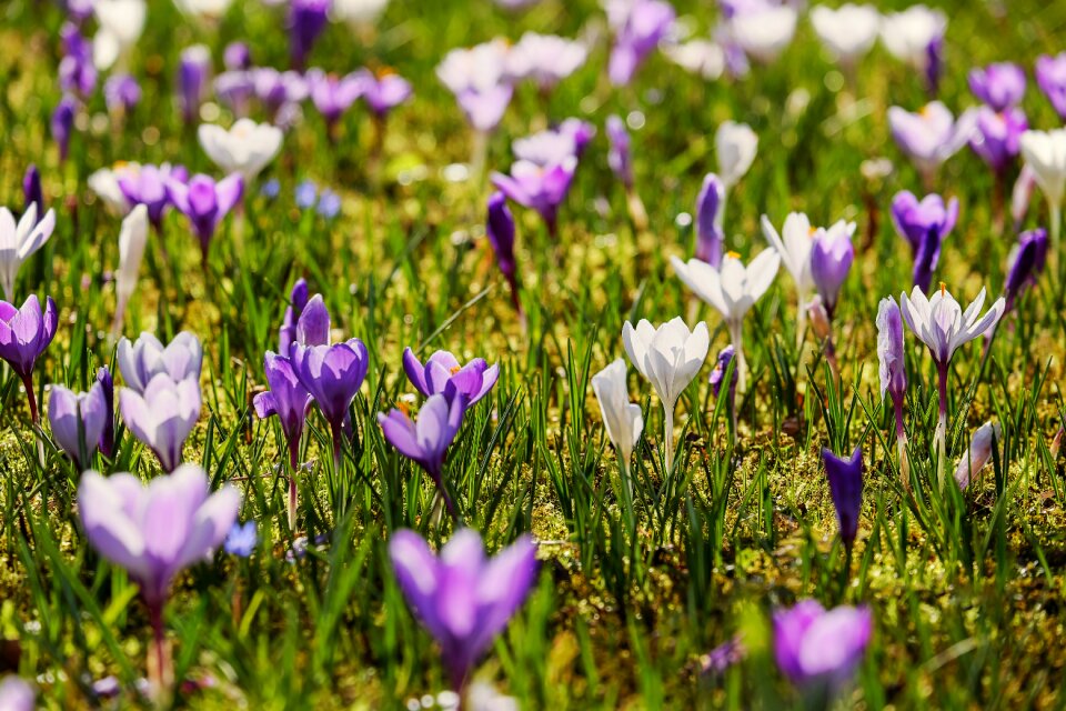 Flowers bloom purple
