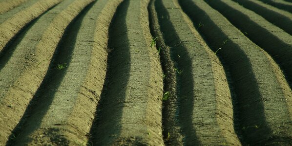 Ridge seed harvest