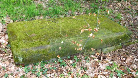 Pestplatte Jessen-Pirna 2