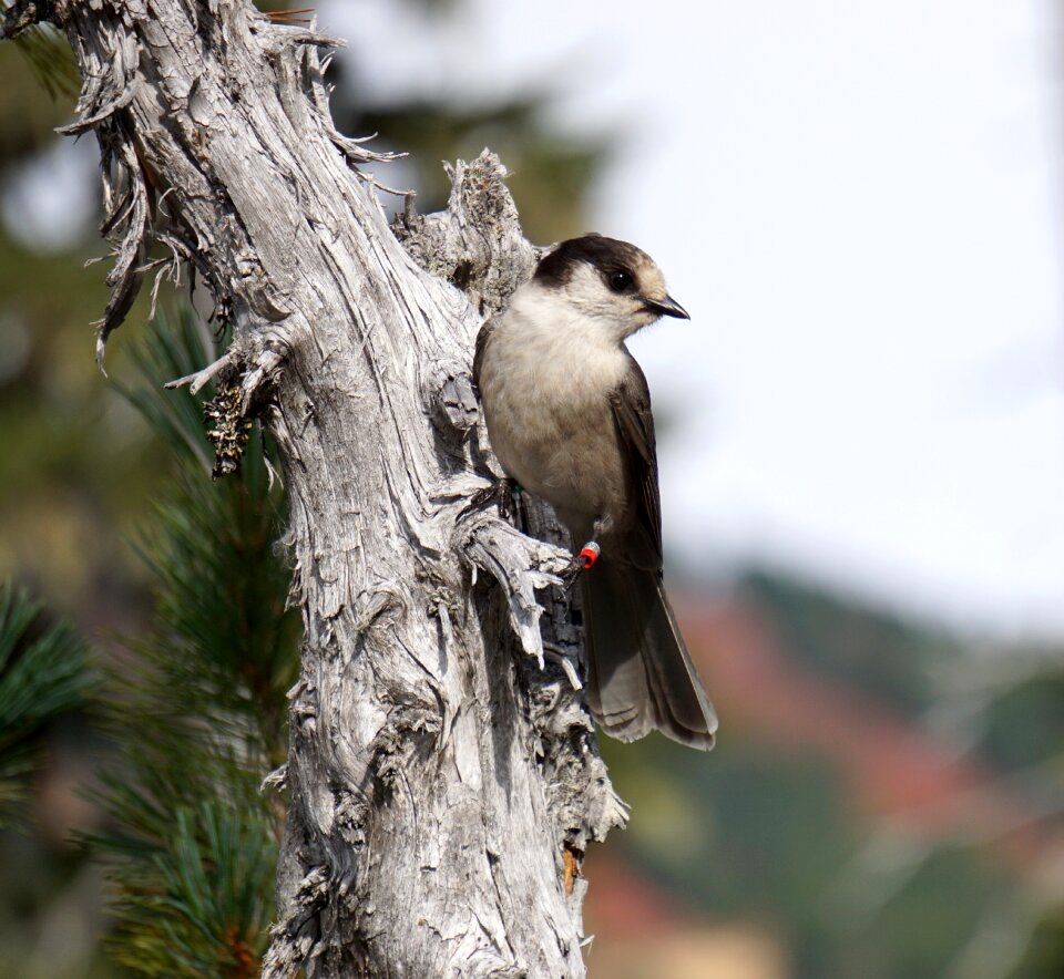 Jay nature wildlife