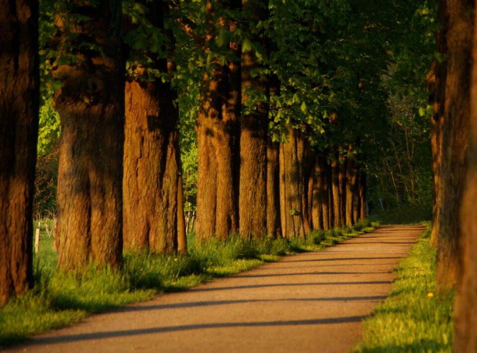 Walk tree lined avenue nature