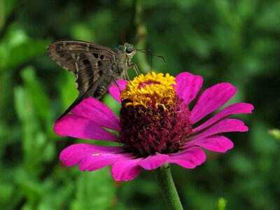 Butterfly butterfly on flower butterfly feeding