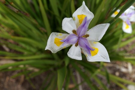 South australian white purple yellow design