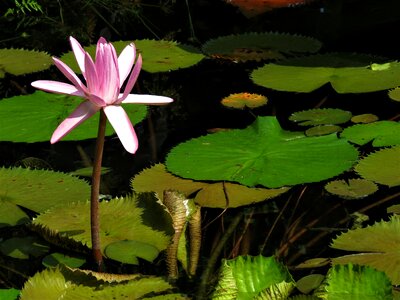 Lotus pond pond flower photo