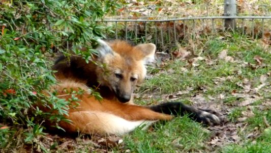 Mähnenwolf Wilhelma 6