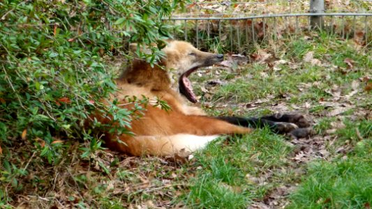 Mähnenwolf Wilhelma 4