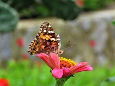Butterfly butterfly on flower butterfly feeding photo