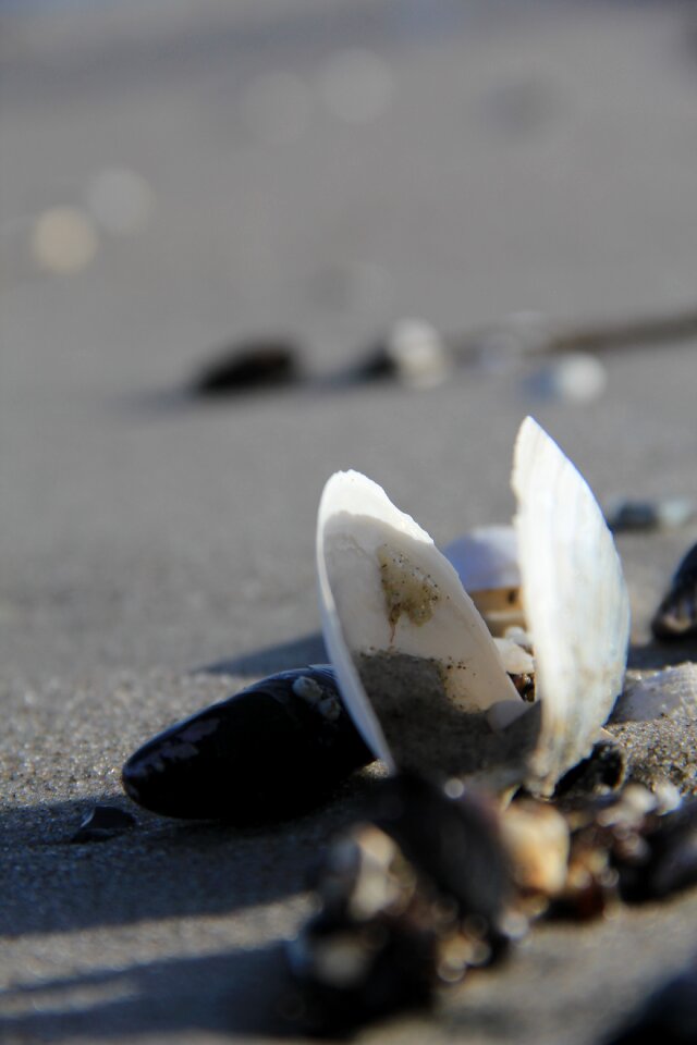 Sea sand seashell