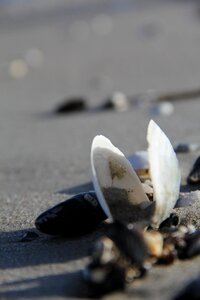 Sea sand seashell photo